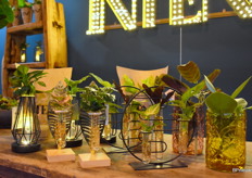 VDE Plant toonde meerdere nieuwe concepten met diverse plant soorten onder hun merk Intenz.